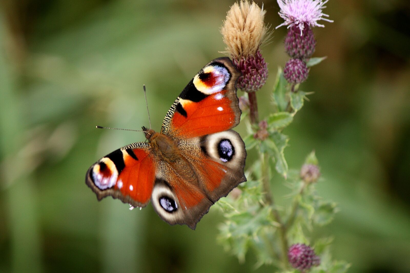 Canon EOS 450D (EOS Rebel XSi / EOS Kiss X2) sample photo. Butterfly, peacock, insect photography