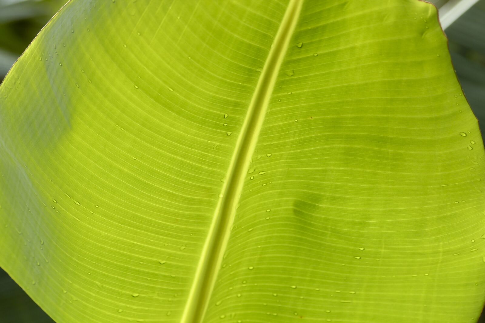 Canon EOS 600D (Rebel EOS T3i / EOS Kiss X5) + Canon EF 70-300mm F4-5.6 IS USM sample photo. Banana, leaf, green photography