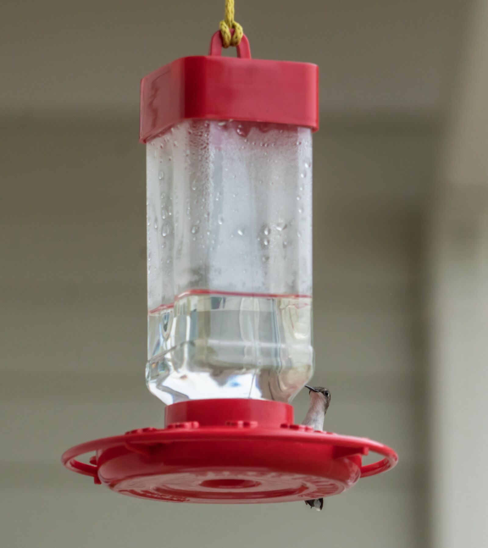 Sony a7R II + Sony FE 24-240mm F3.5-6.3 OSS sample photo. Hummingbird, feeder, sitting photography