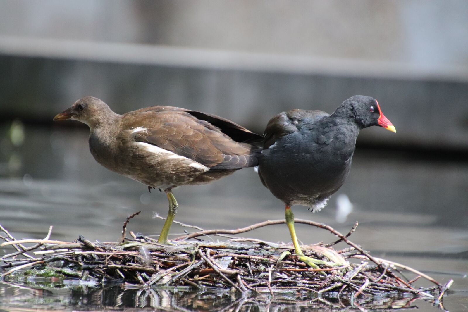 Canon EOS 800D (EOS Rebel T7i / EOS Kiss X9i) sample photo. Water hens, birds, aquatic photography