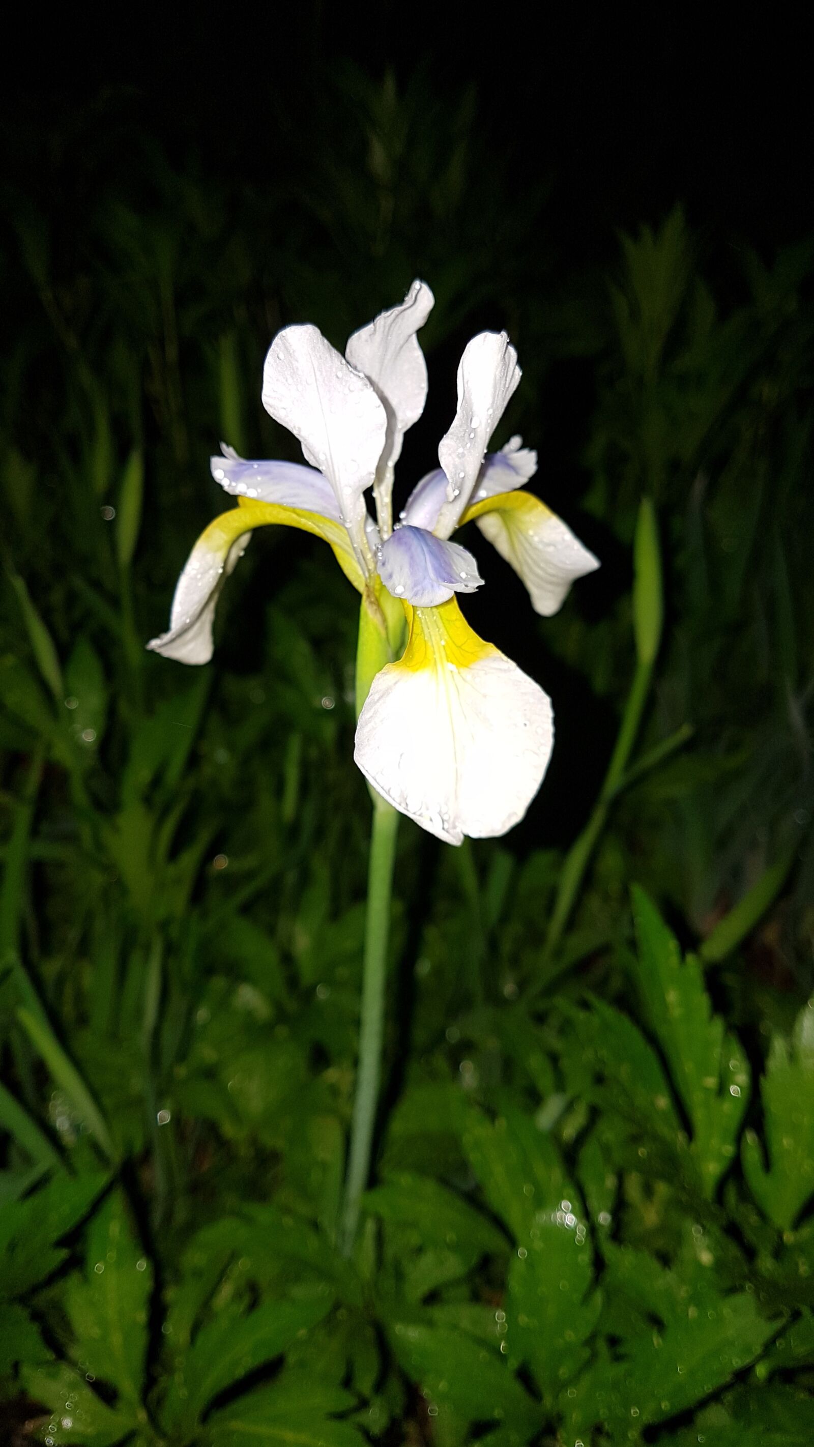Samsung Galaxy S7 Edge sample photo. Flowers, night, atmosphere photography