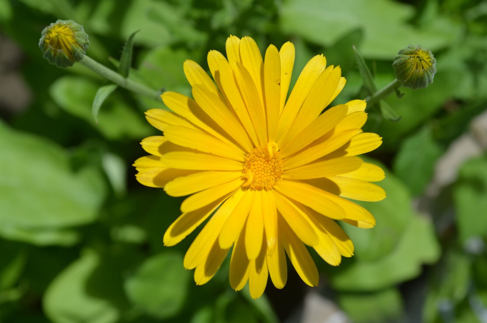 Nikon D5100 sample photo. Calendula, flower, orange photography