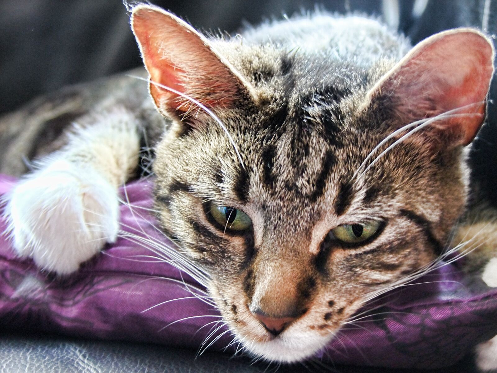 FujiFilm FinePix S200EXR (FinePix S205EXR) sample photo. Cat, feline, pet photography