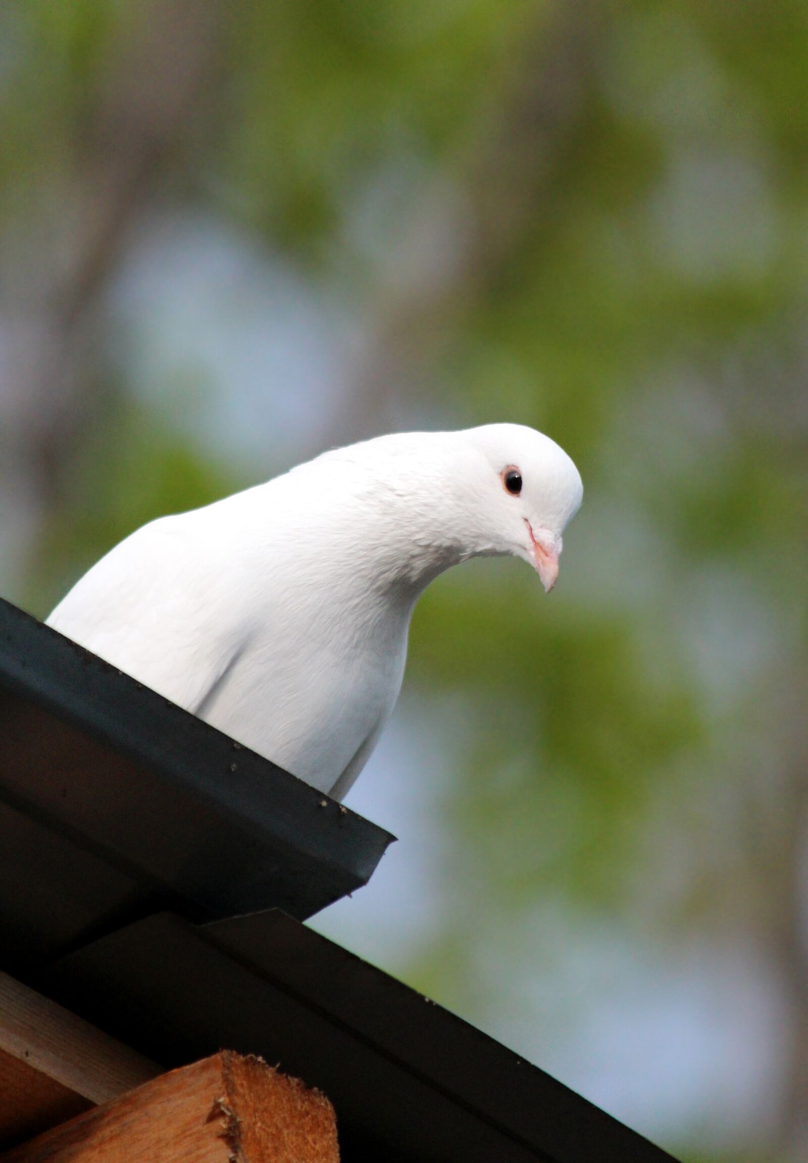 Canon EF 70-300mm F4-5.6 IS USM sample photo. Dove, bird, no one photography