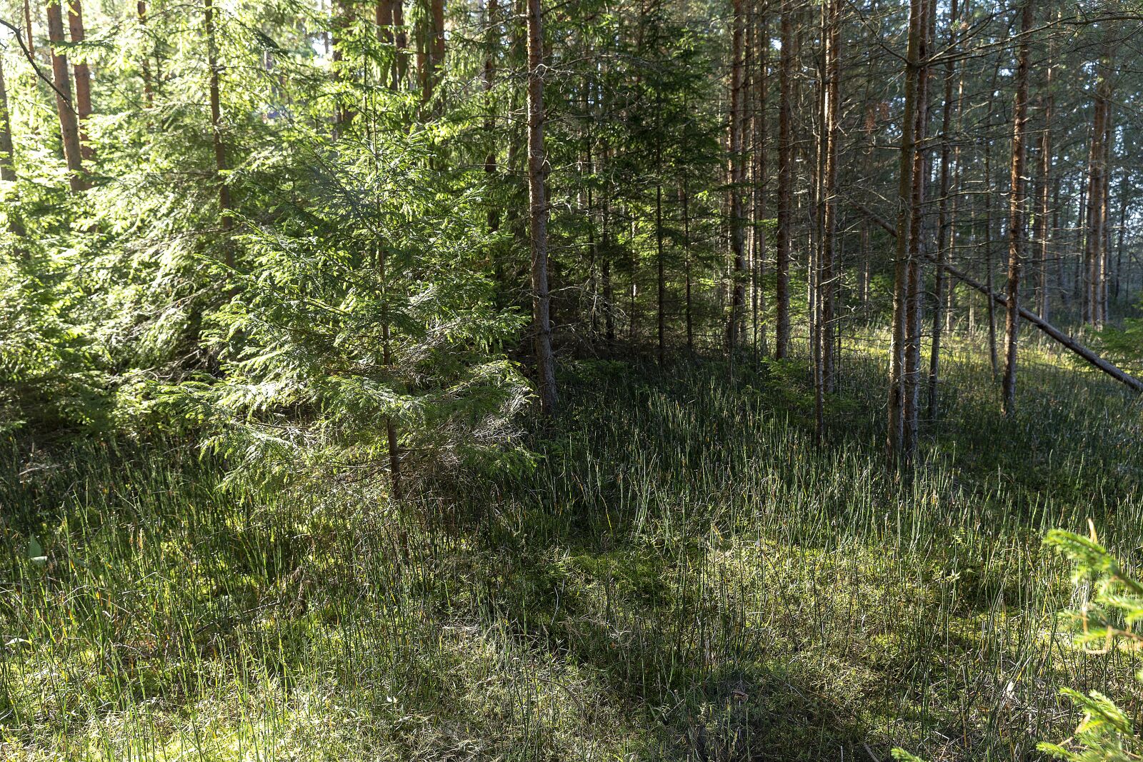 Canon EF 24-70mm F2.8L II USM sample photo. Journey, trip, russia photography
