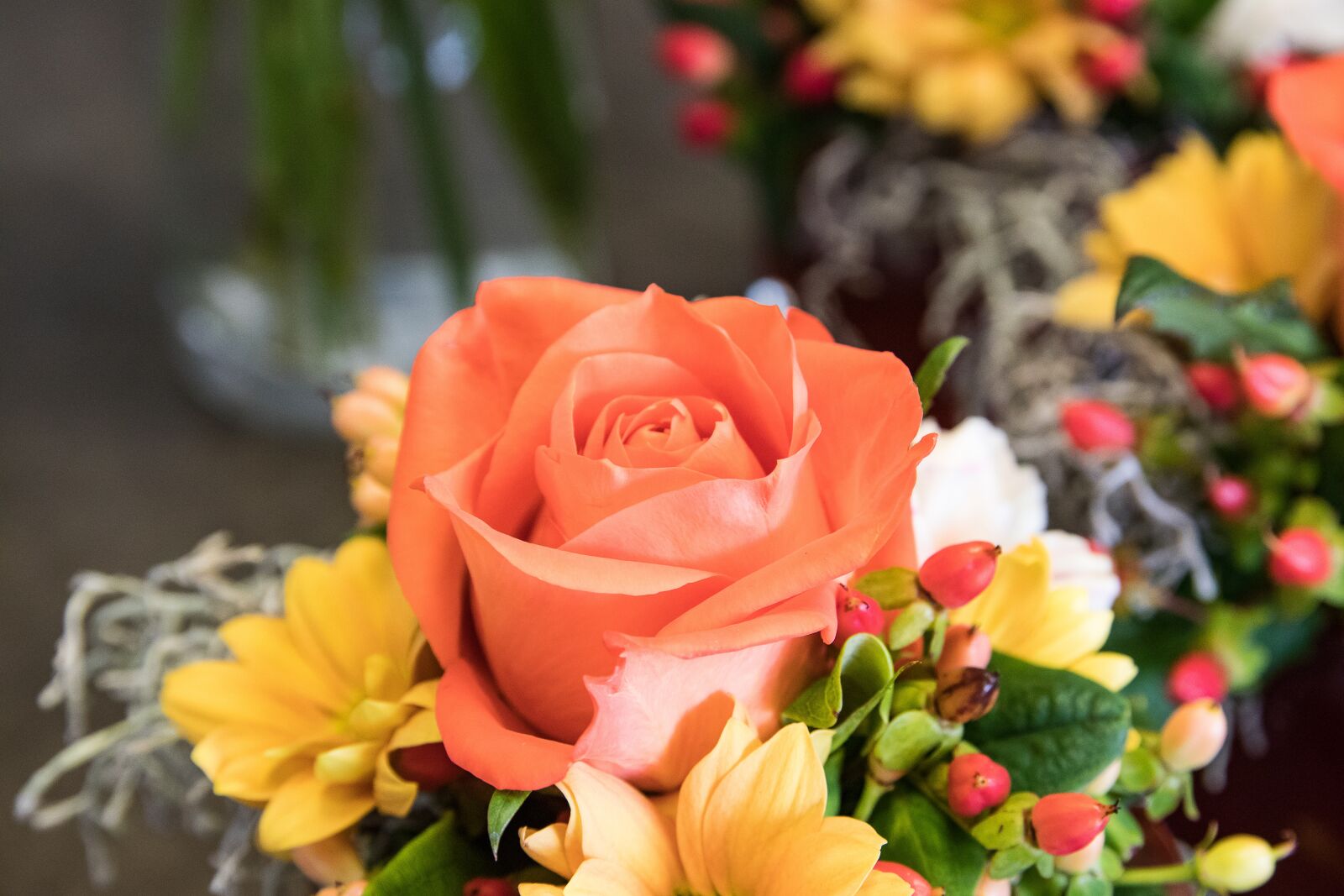 Canon EOS 80D sample photo. Rose, plant, flower photography