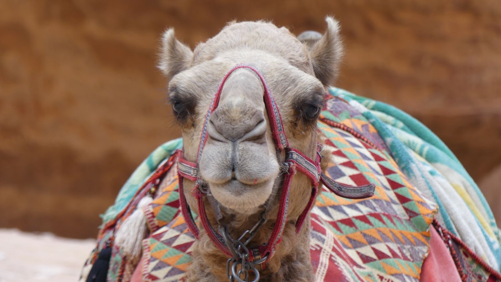 Panasonic Lumix DMC-FZ300 sample photo. Camel, animal, mammals photography