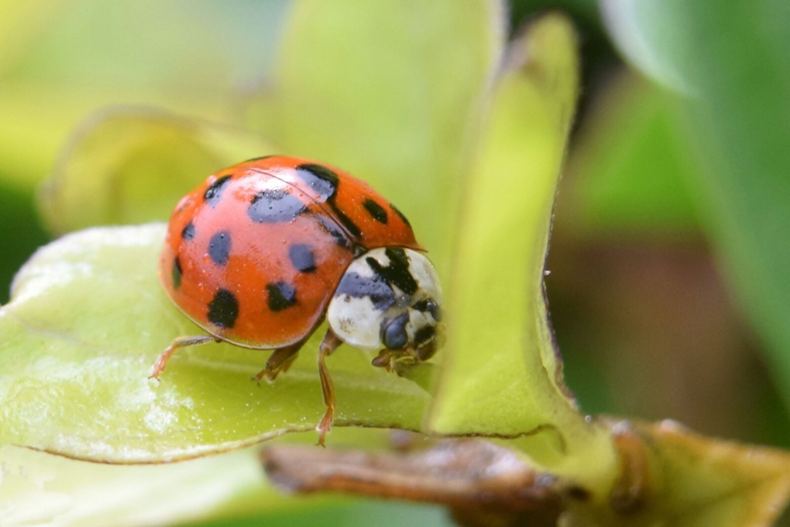 Nikon D5300 sample photo. Ladybug, insect, plant photography