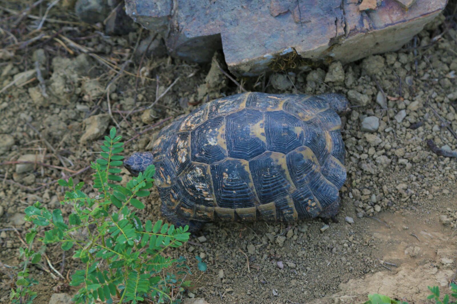 Canon EF 24-105mm F4L IS USM sample photo. Tortoise, animal, nature photography