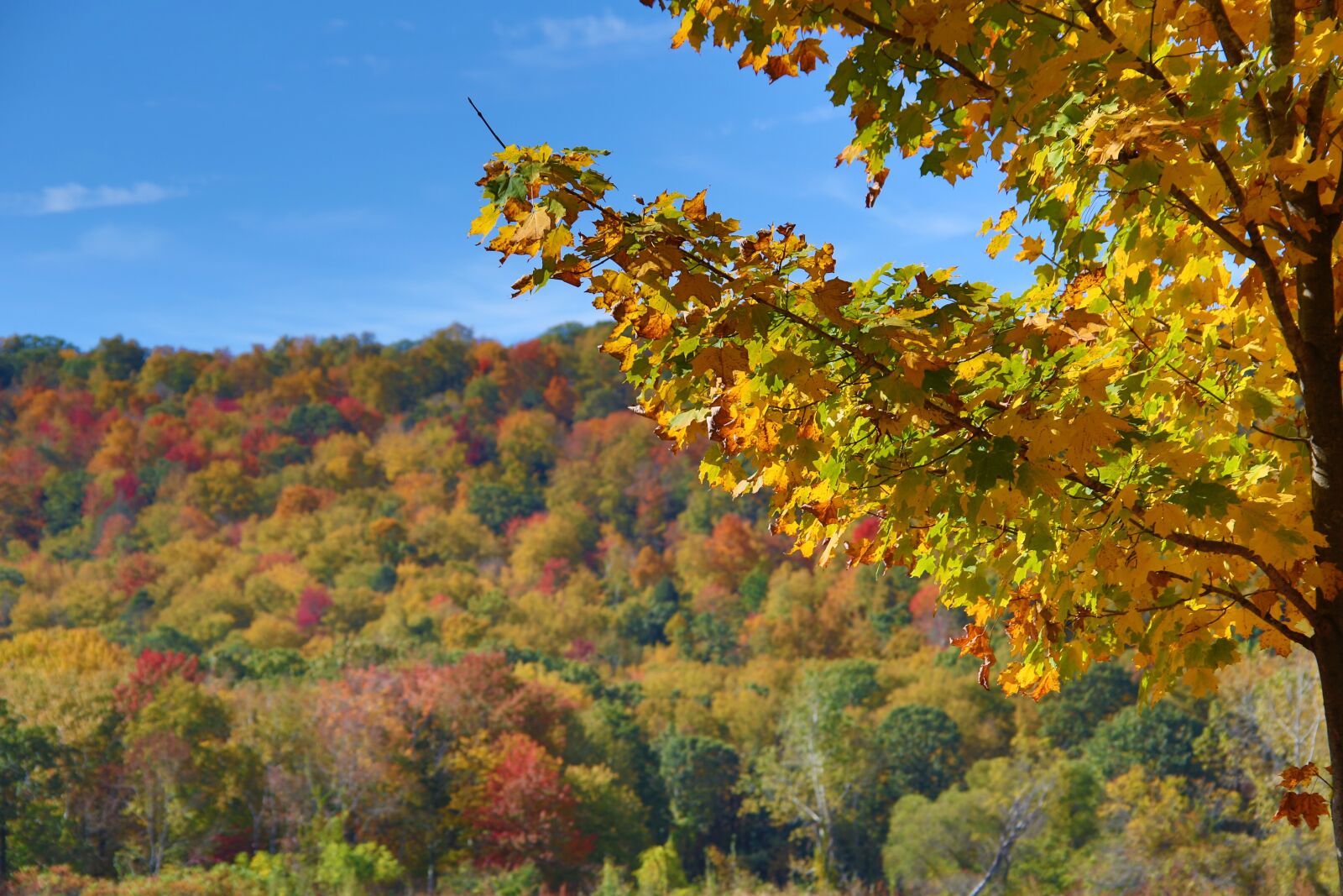 Canon EOS 5D Mark III sample photo. Foliage, tree, autumn photography
