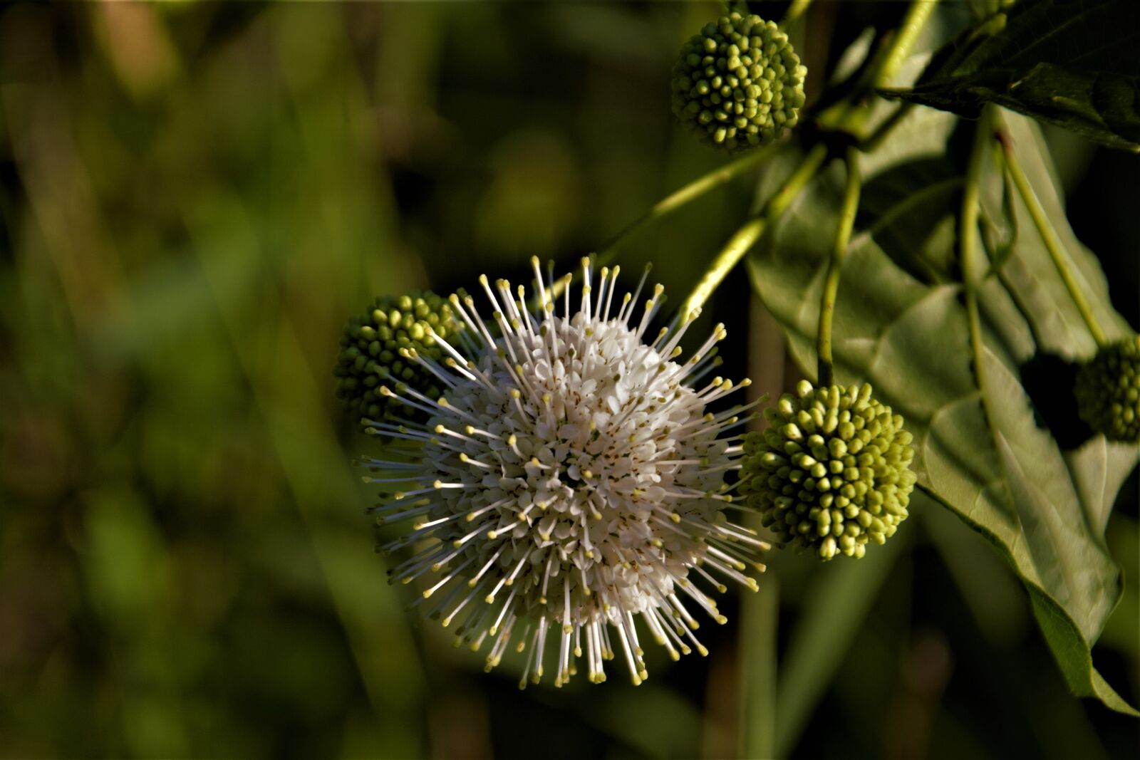 Nikon D7100 sample photo. Ornamental flower, button bush photography