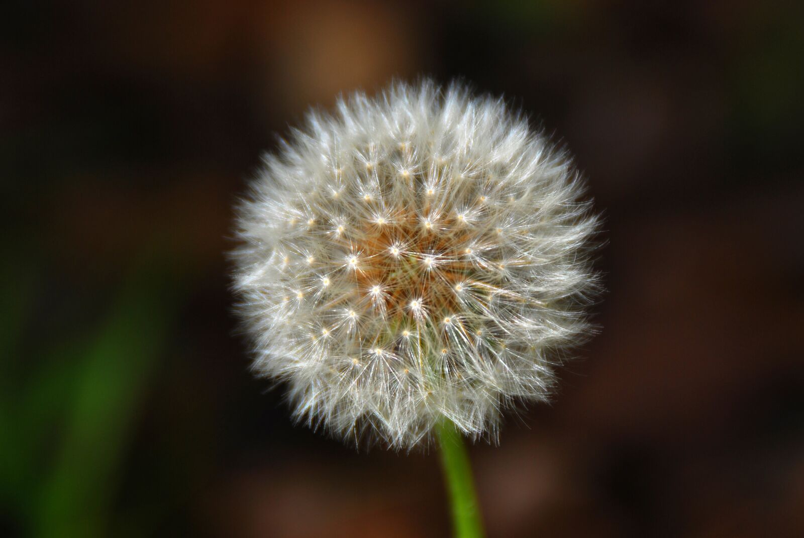 Nikon D40X sample photo. Flower, white, white flower photography