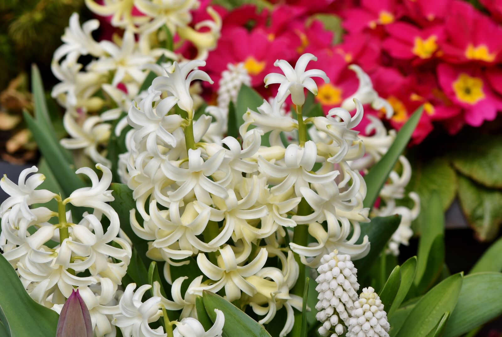 Nikon D7200 sample photo. Hyacinth, flowers, spring flower photography