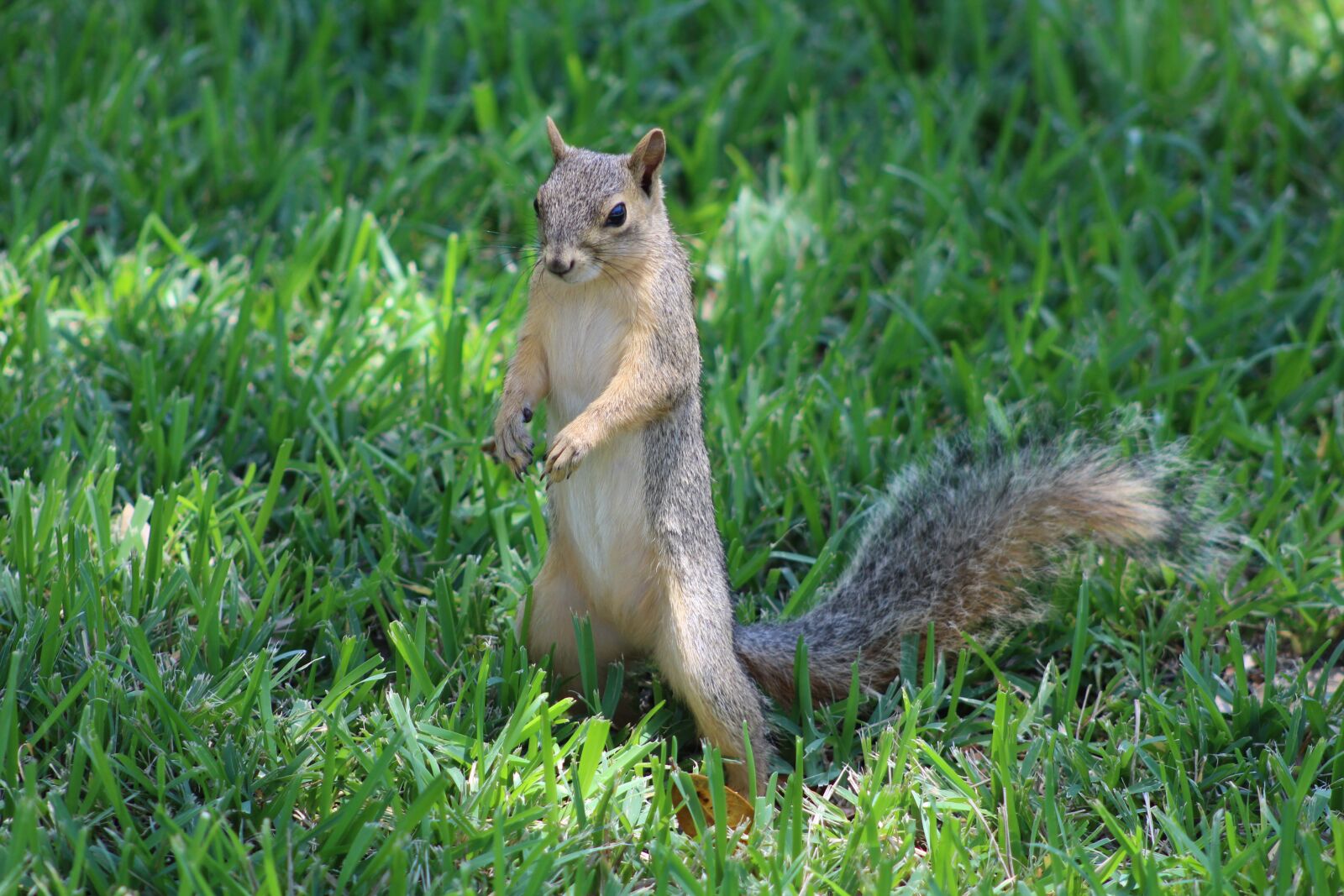 Canon EF 75-300mm f/4-5.6 sample photo. South, texas, fox photography