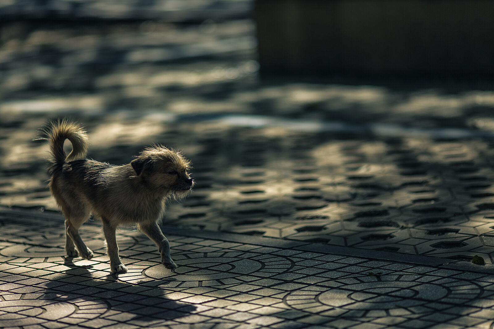 Canon EF 135mm F2L USM sample photo. Grey, coat, dog photography