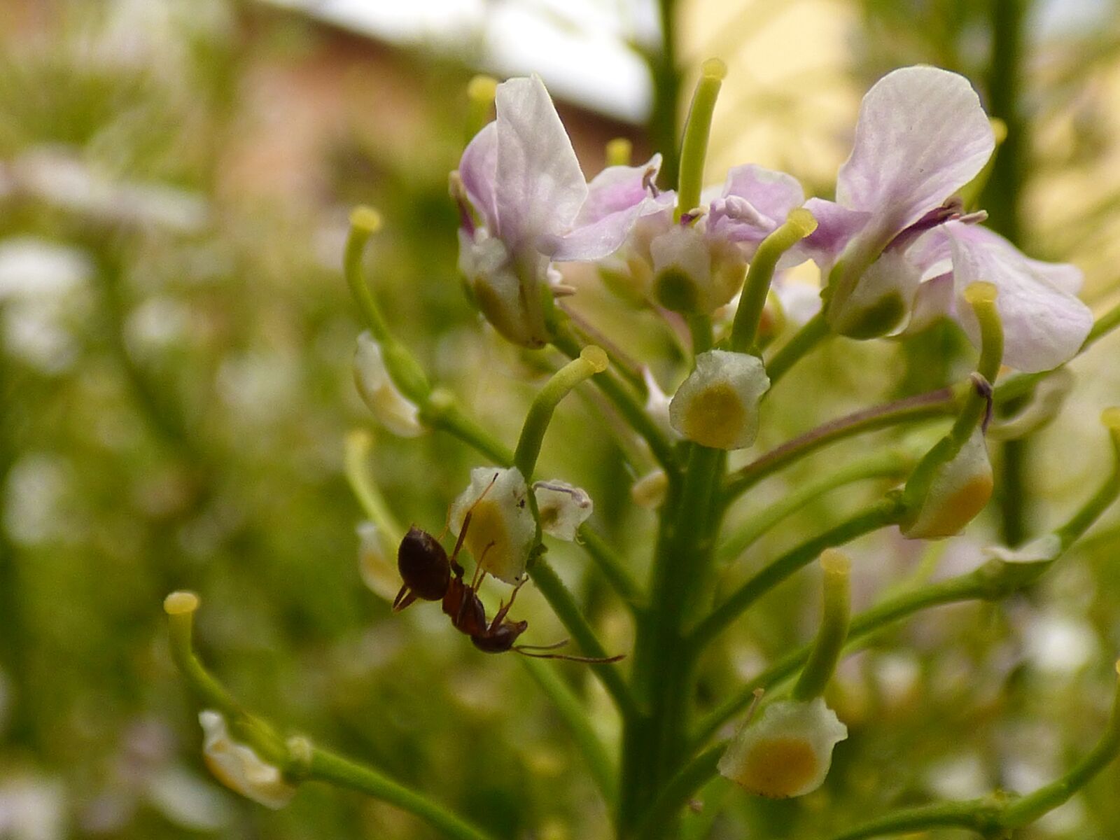 Panasonic DMC-FZ72 sample photo. Flower, insect, ant photography