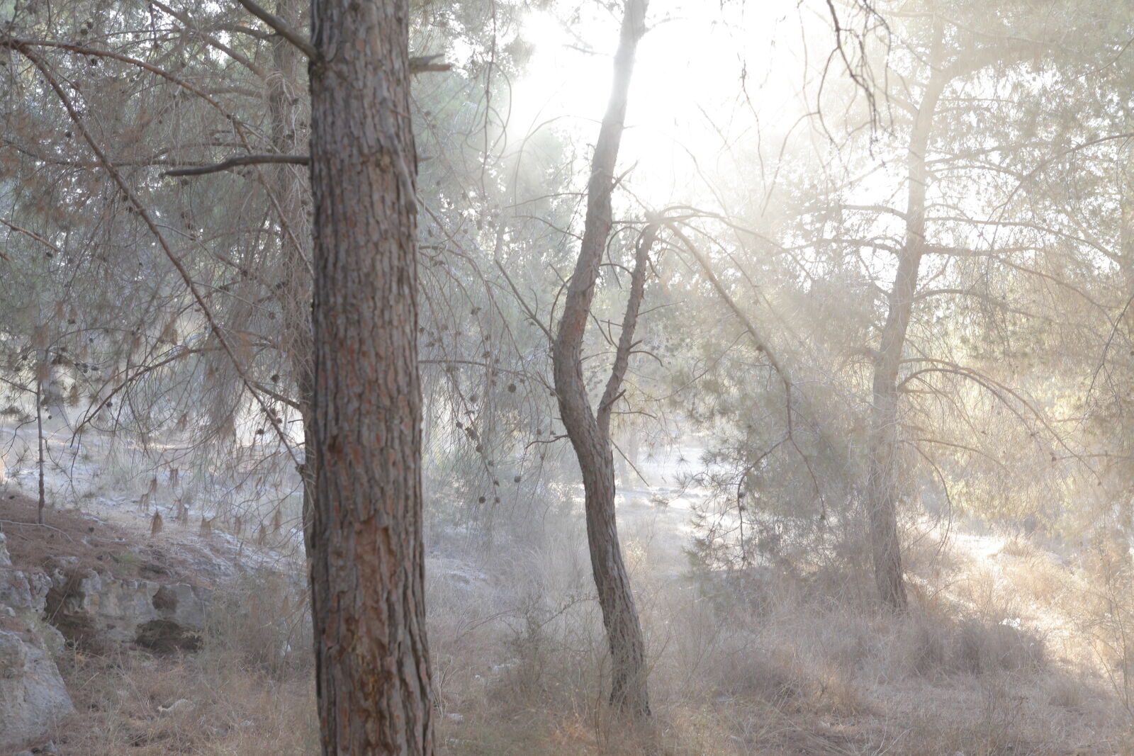 Canon EOS 5D Mark II sample photo. Back, light, forest, light photography