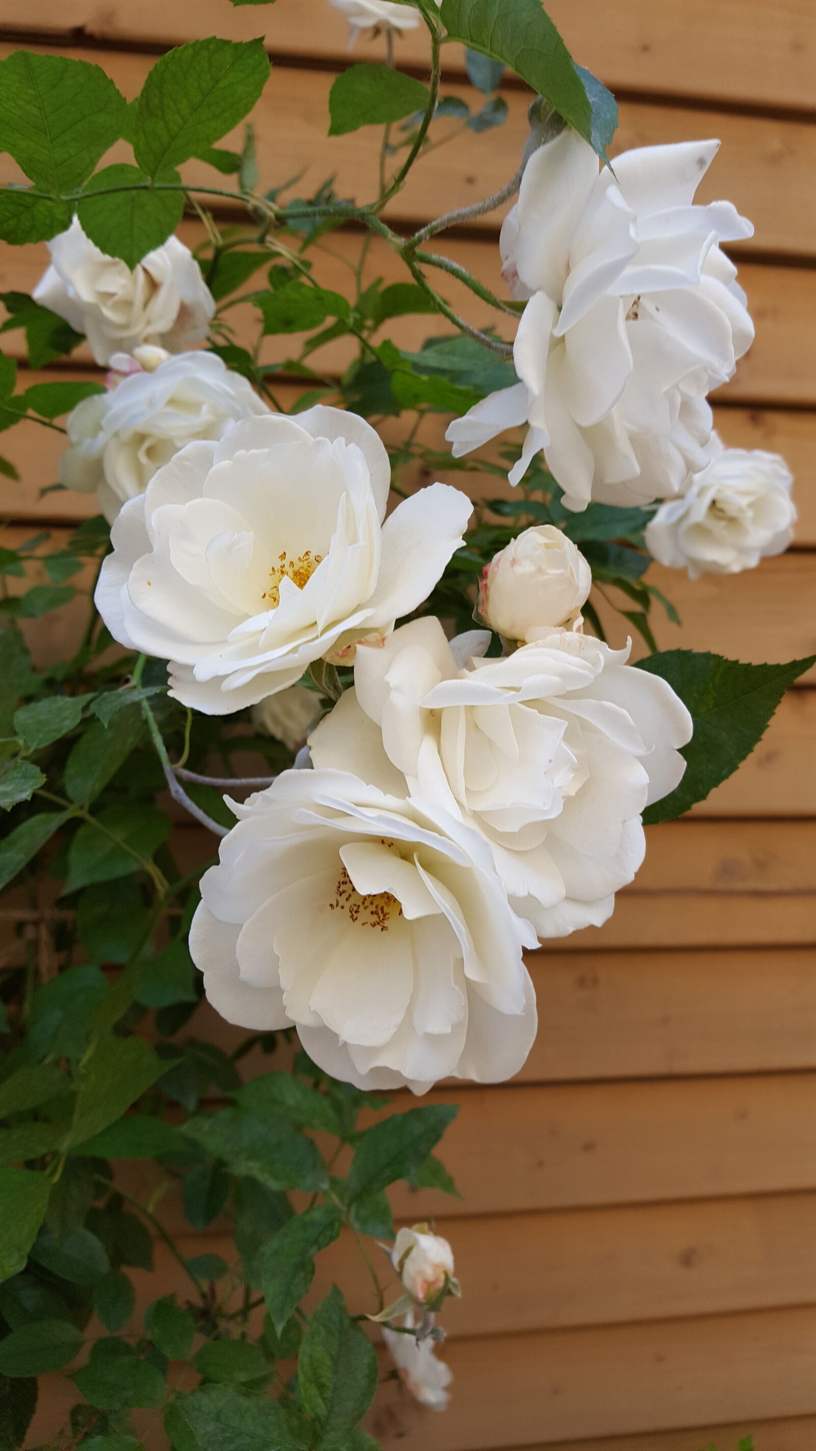 Samsung Galaxy S6 sample photo. Rose bush, white rose photography