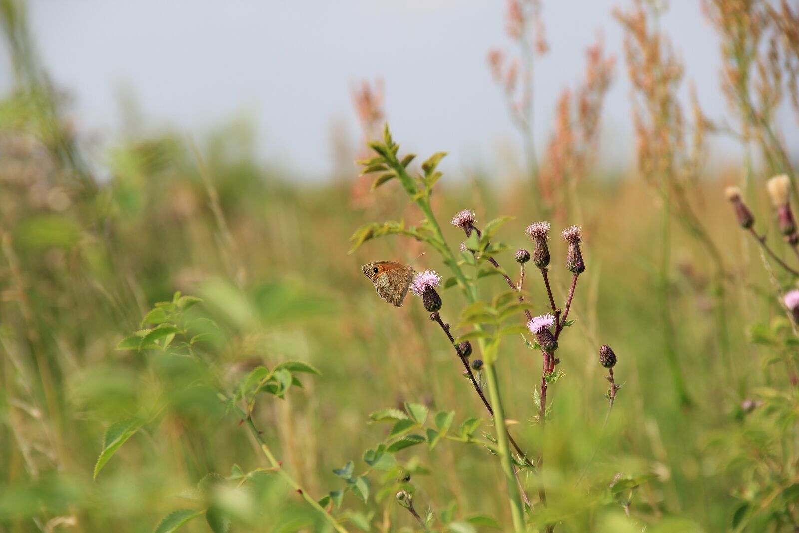 Canon EOS 550D (EOS Rebel T2i / EOS Kiss X4) sample photo. Field, meadow, grass photography