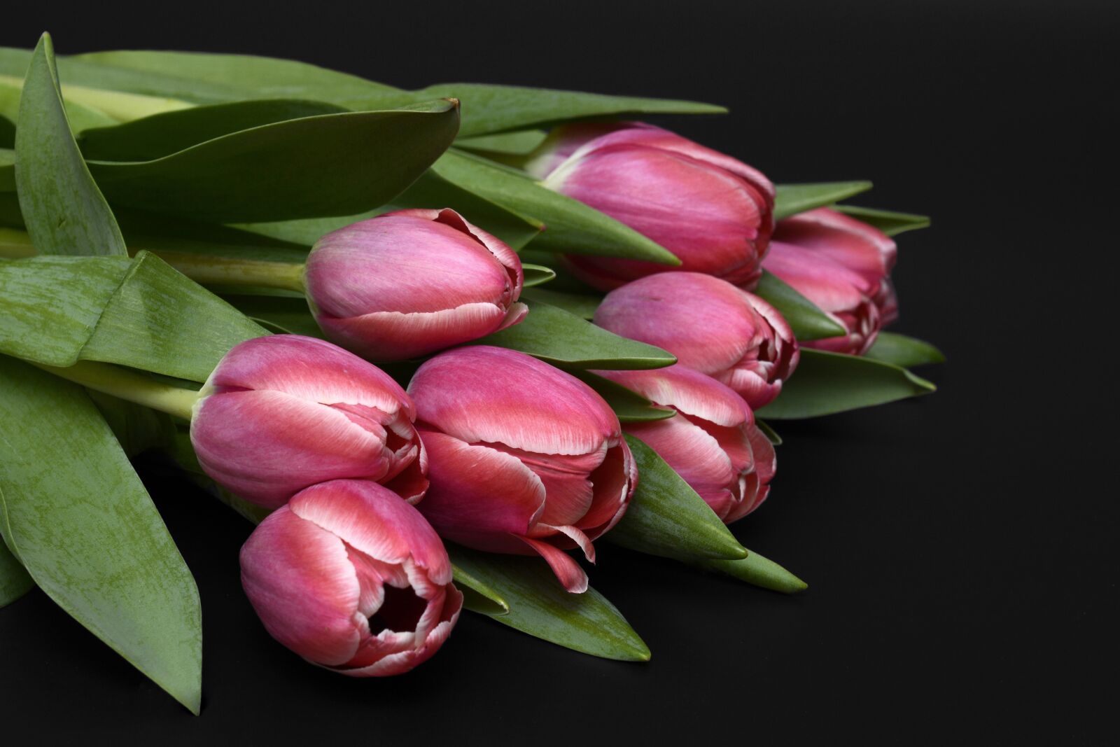 Nikon D7100 sample photo. Tulips, flowers, spring photography