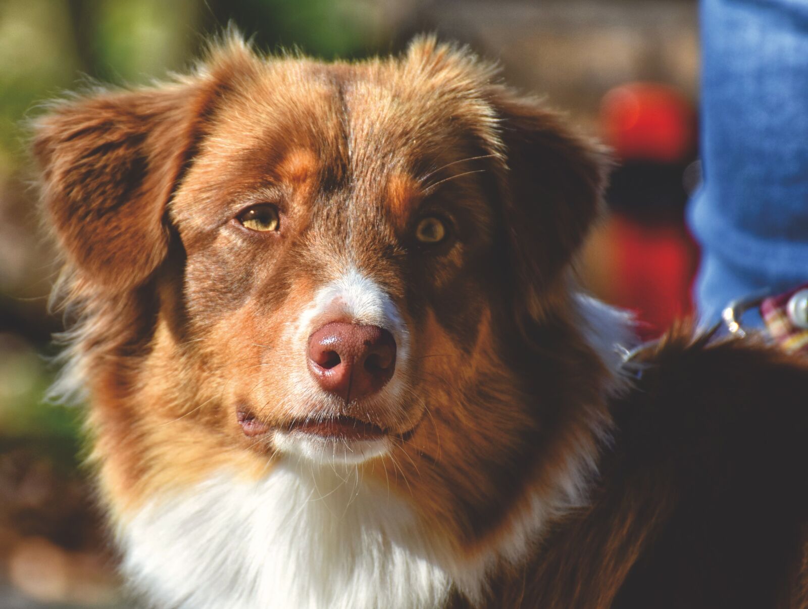 Nikon D7200 sample photo. Dog, pet, quadruped photography