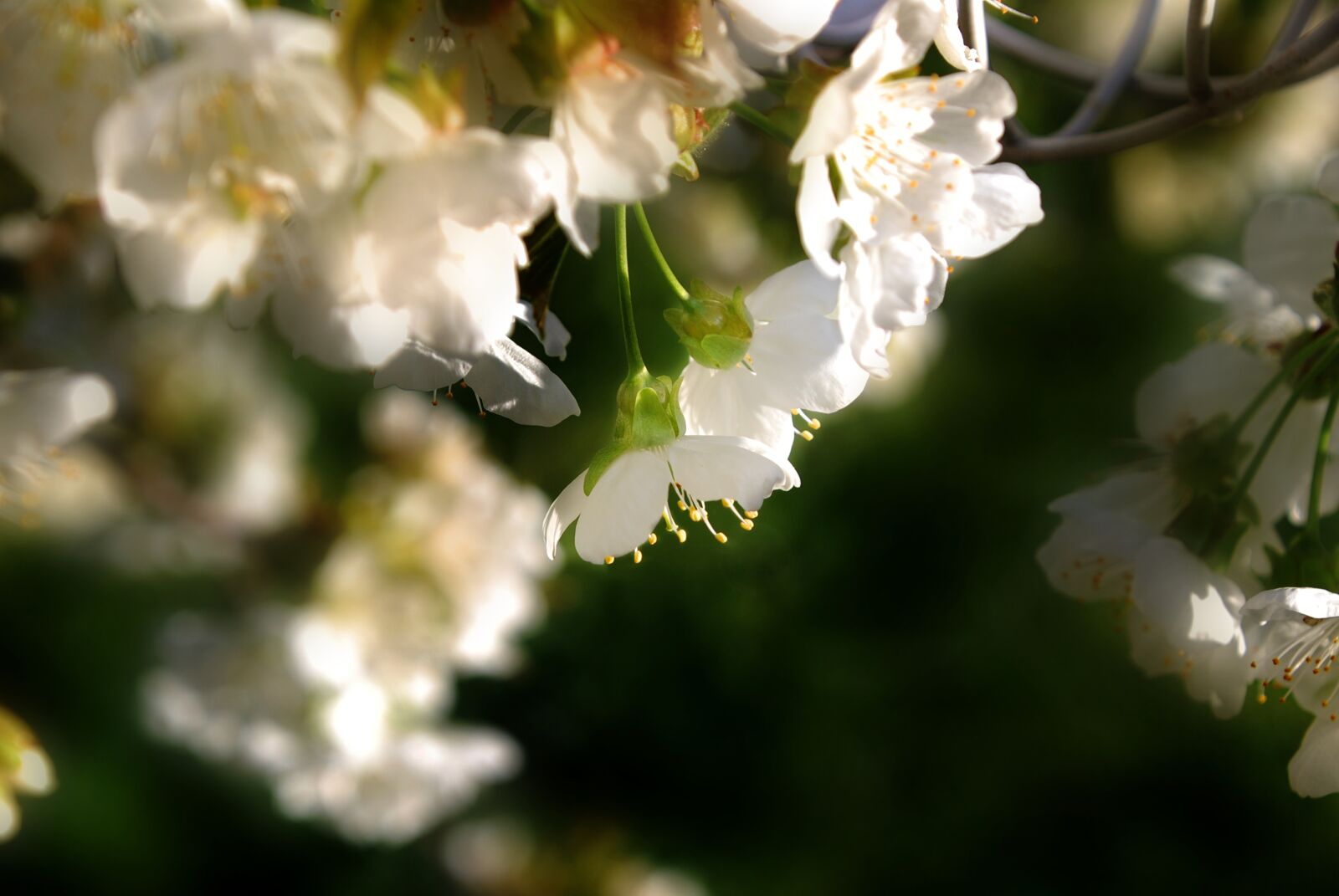 Nikon D80 sample photo. Cherry blossom, spring, cherry photography