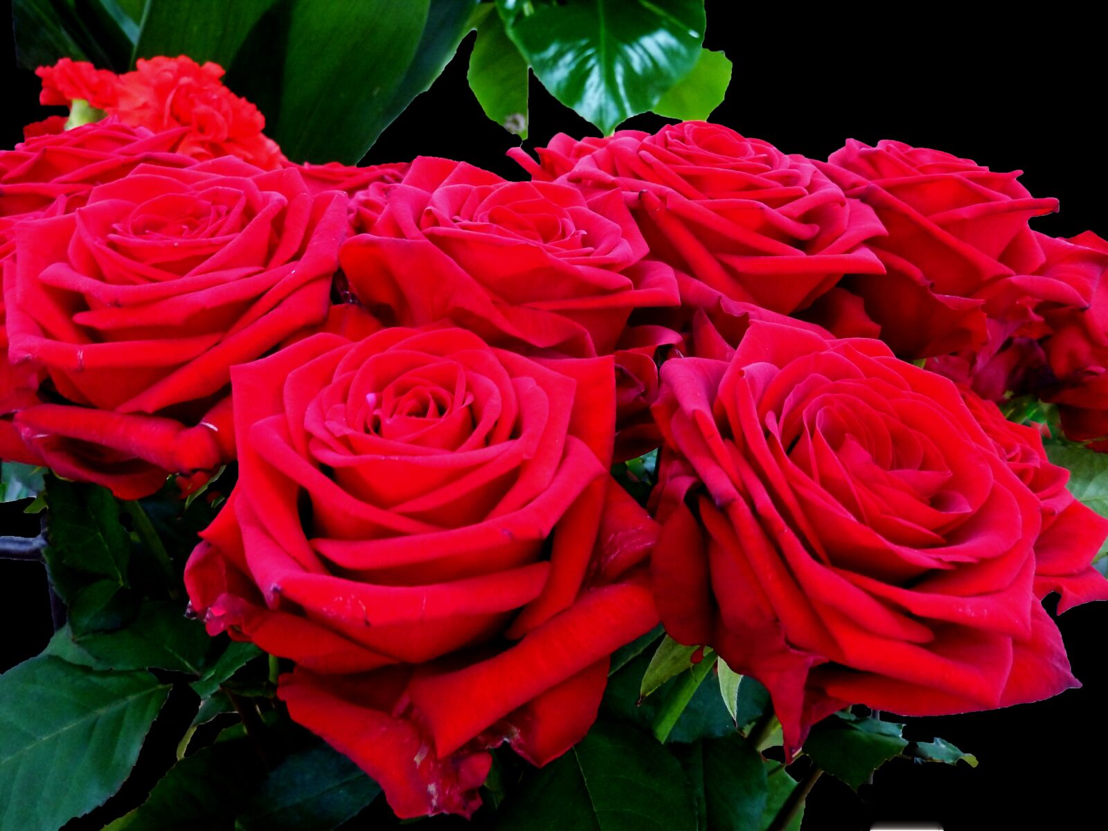 Panasonic DMC-TZ7 sample photo. Roses, red, red rose photography
