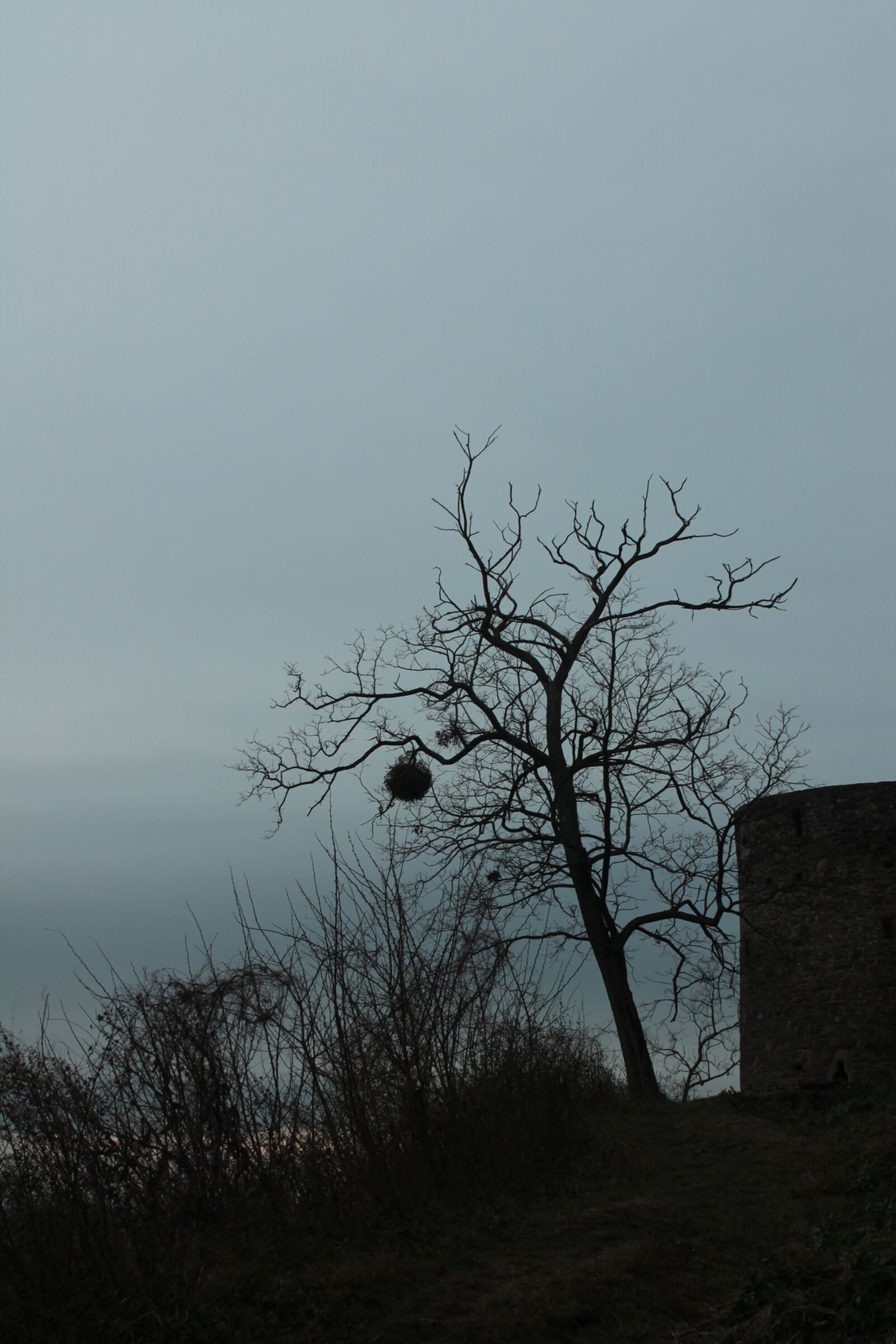 Canon EOS 1100D (EOS Rebel T3 / EOS Kiss X50) sample photo. Tree, dark, mistletoe photography