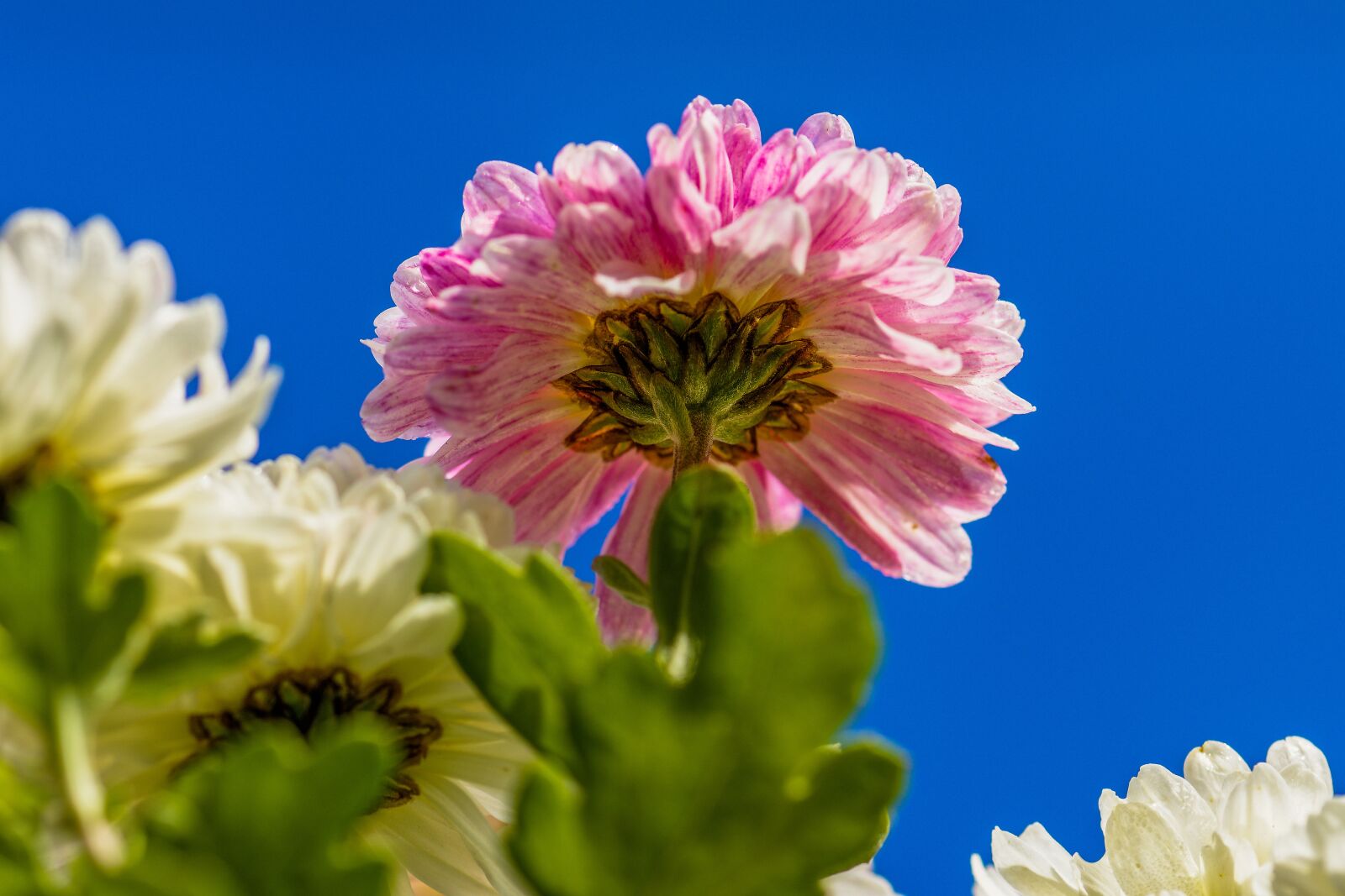 Nikon D7200 sample photo. Aster, pollen, petals photography