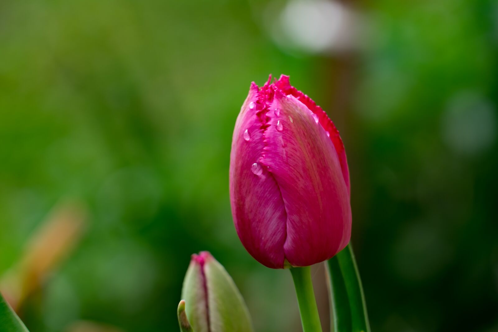Fujifilm XF 55-200mm F3.5-4.8 R LM OIS sample photo. Tulip, flower, garden photography