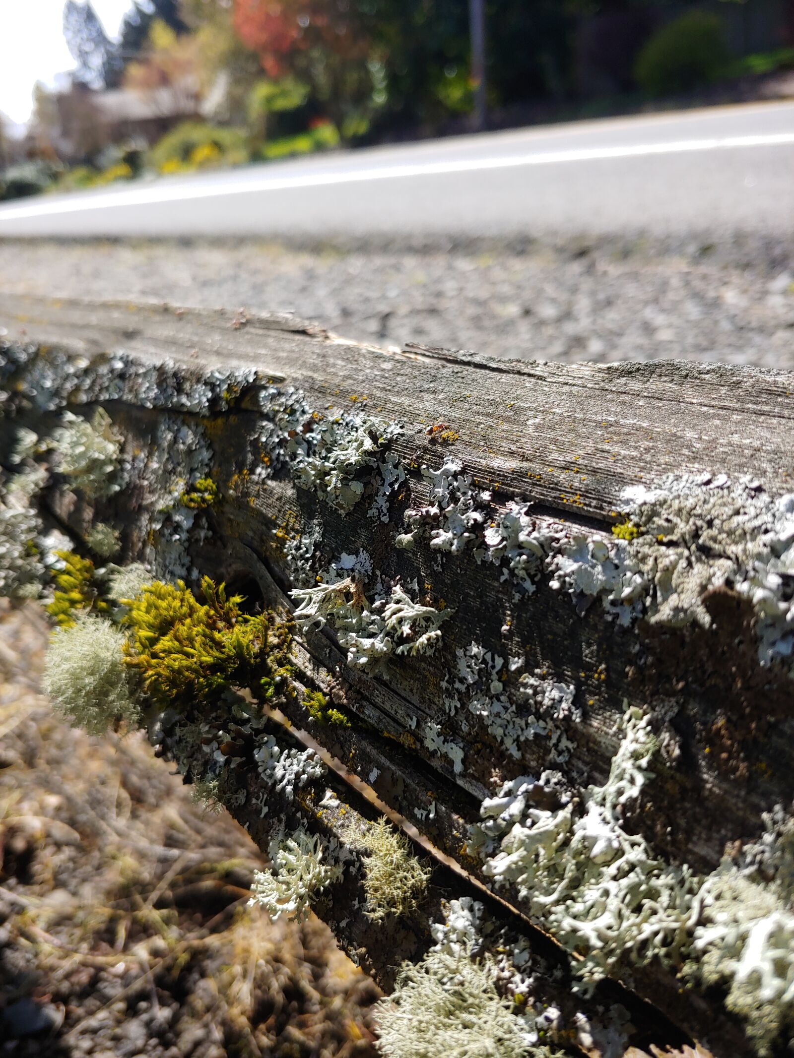 LG G7 THINQ sample photo. Moss, wood, fence photography