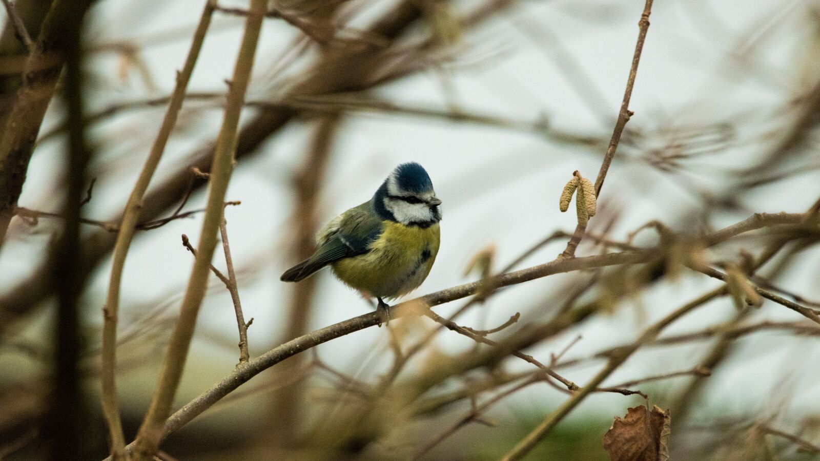150-600mm F5-6.3 DG OS HSM | Contemporary 015 sample photo. Blue tit, garden, bird photography