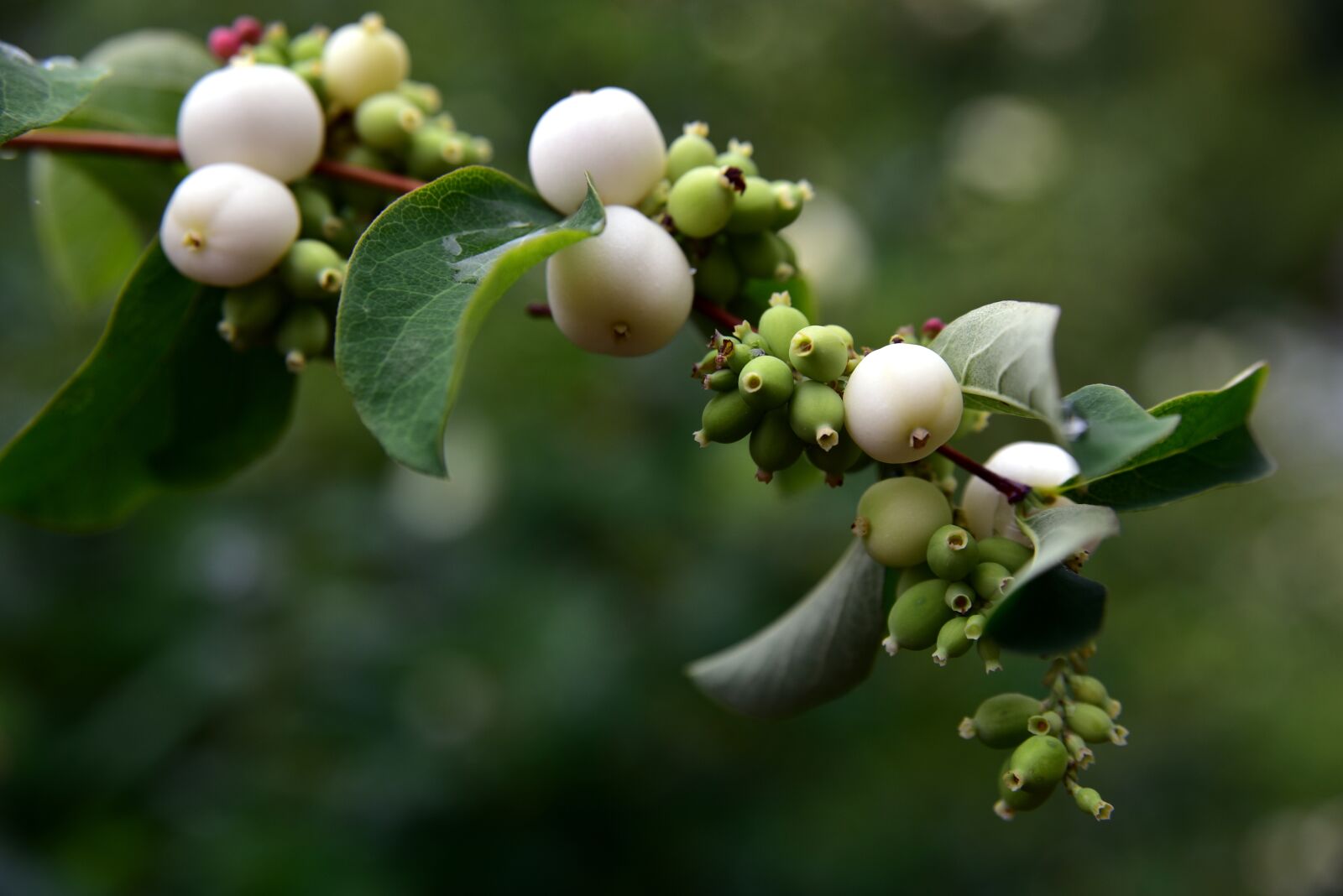 Nikon D750 sample photo. Ordinary schneebeere, snowberry albus photography