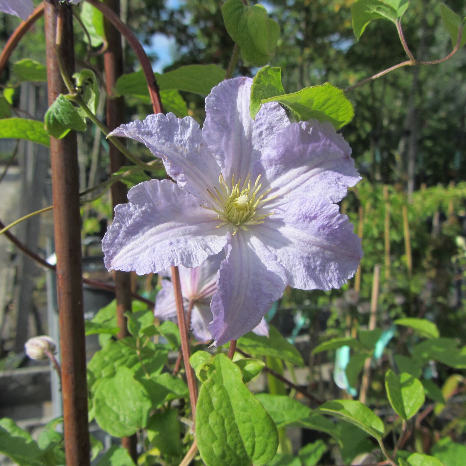 Canon PowerShot SX220 HS sample photo. Flower, spring, purple flower photography