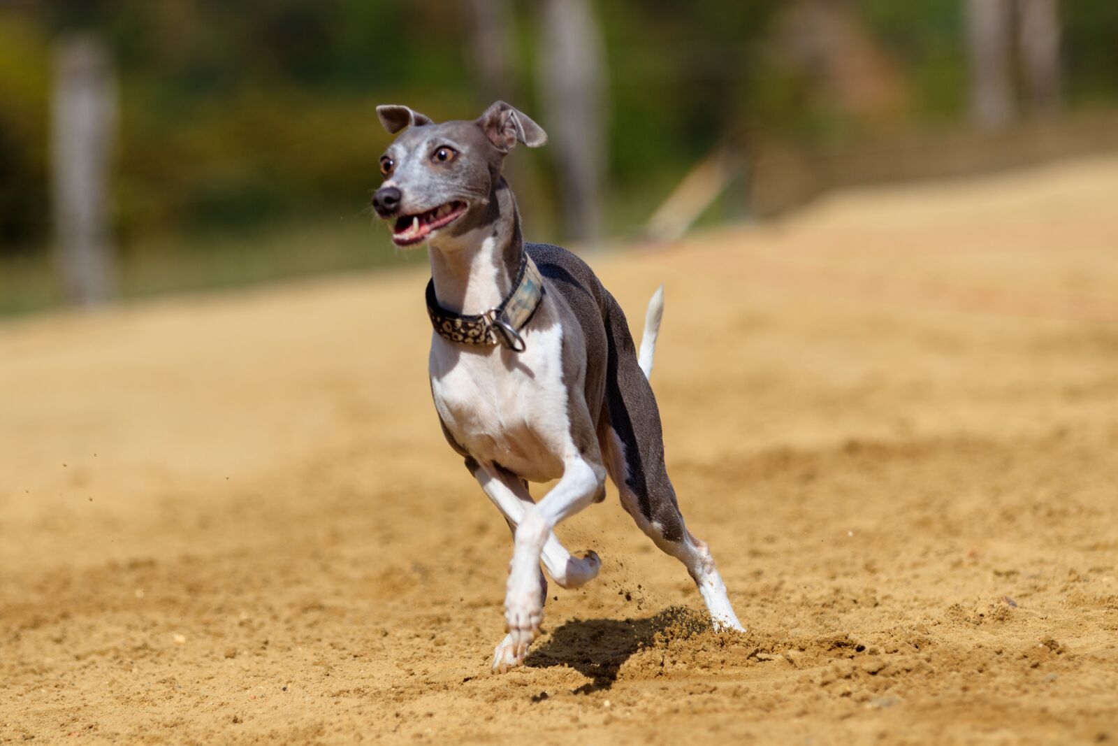 Canon EOS 80D sample photo. Dog, greyhound, pet photography