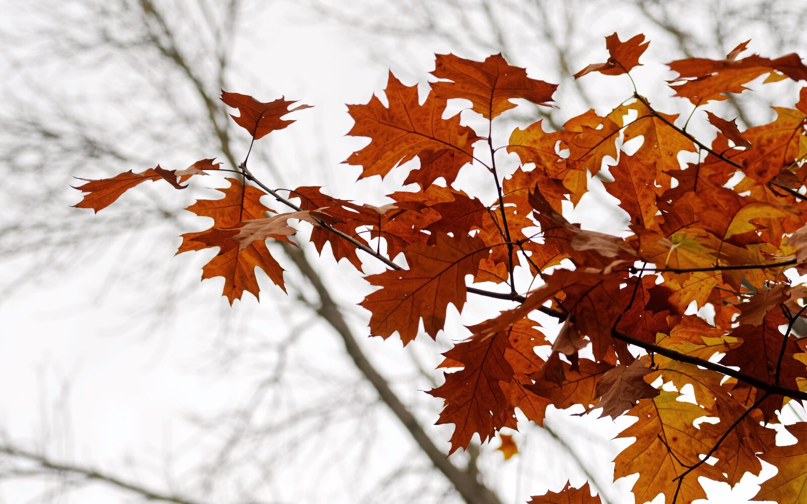 Nikon D5100 sample photo. Leaves, rust, branch photography