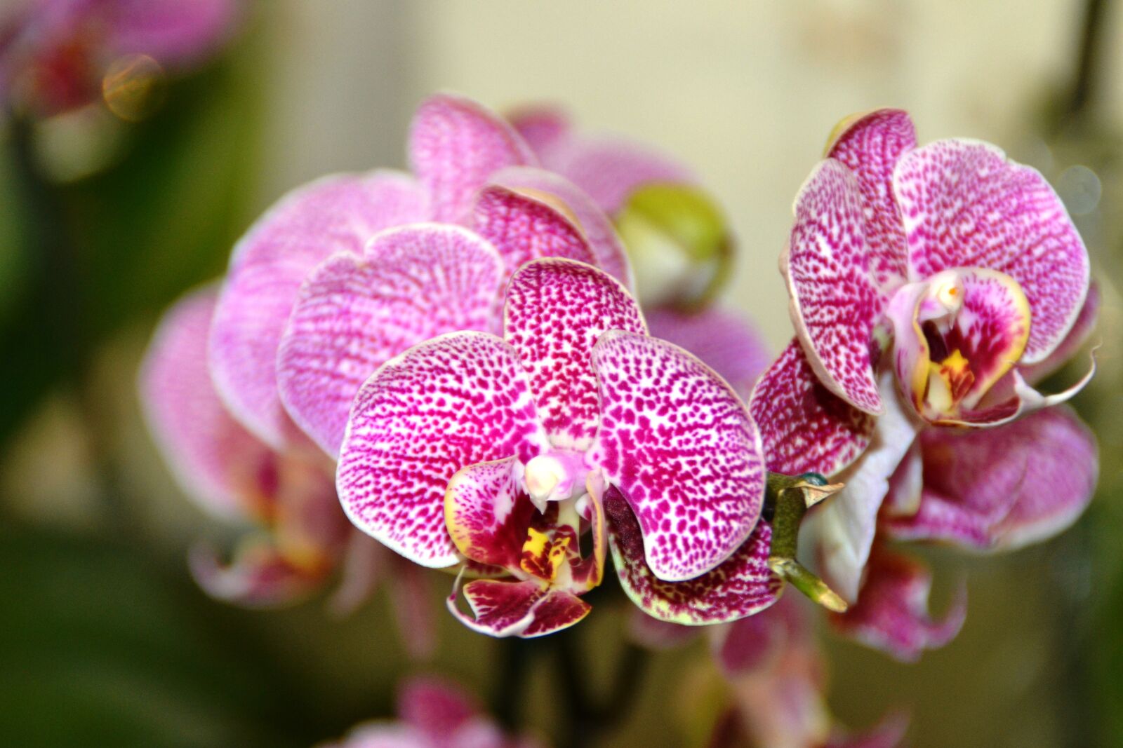 Nikon D3100 sample photo. Orquideas, flower, flora photography