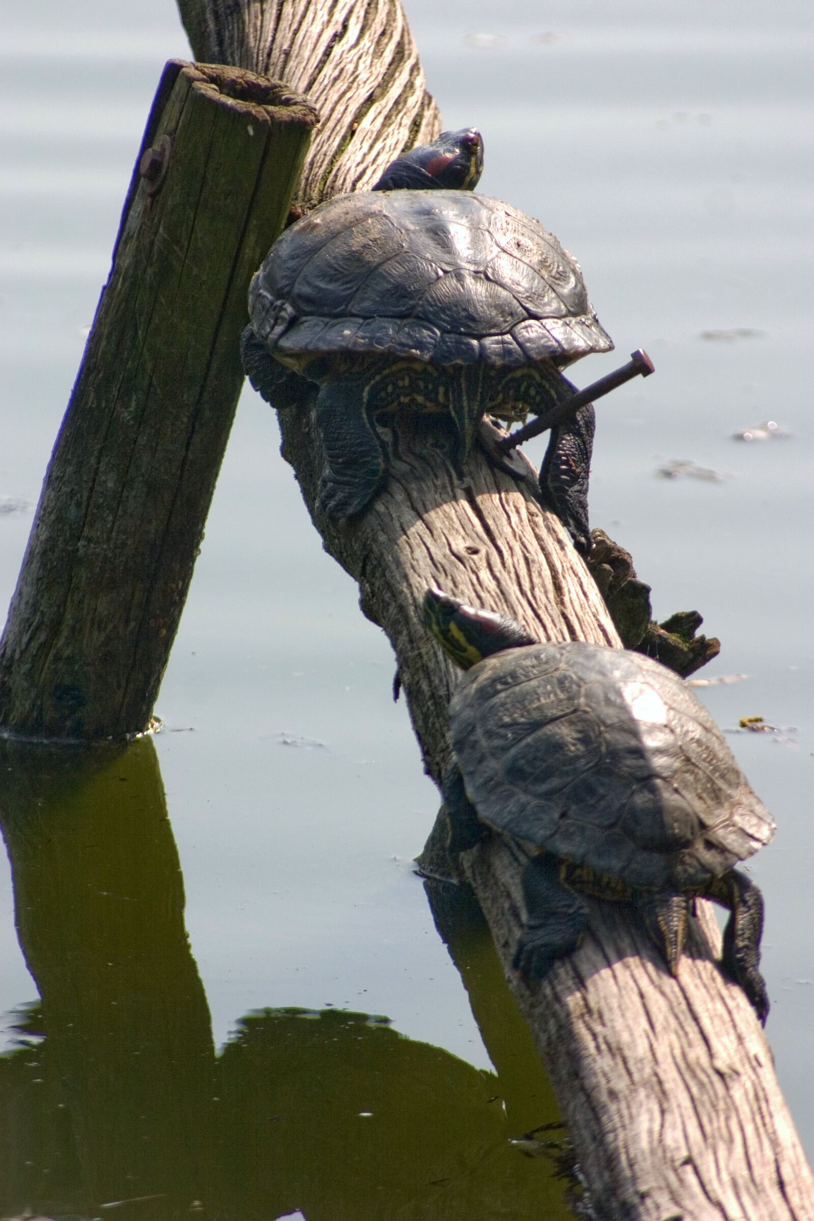 Canon EOS 300D (EOS Digital Rebel / EOS Kiss Digital) sample photo. Water turtle, reptile, nature photography