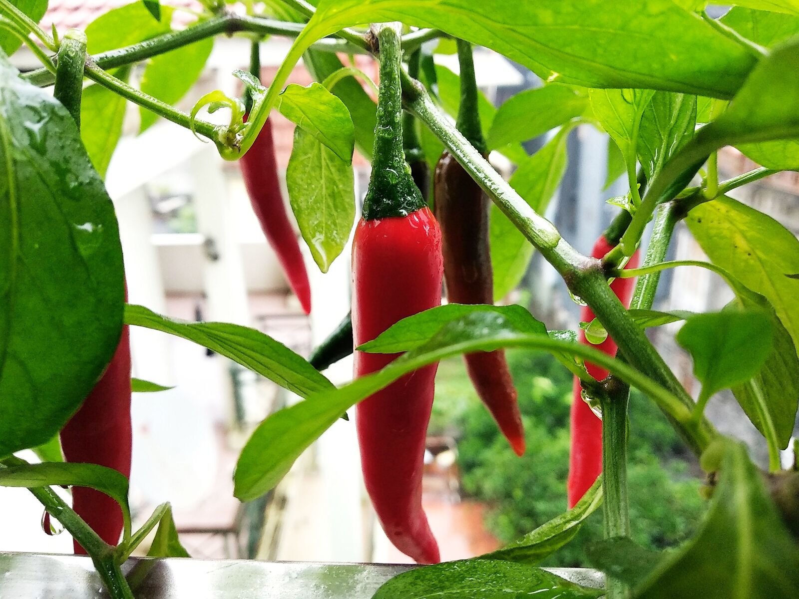 Xiaomi Mi A1 sample photo. Nature, chilli, red photography