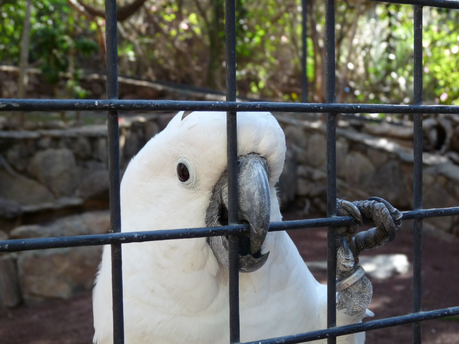 Panasonic Lumix DMC-FZ28 sample photo. Parrot, cockatoo, bird photography