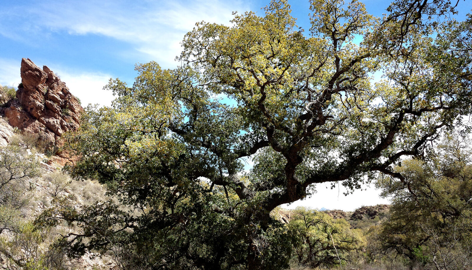 Samsung Galaxy S4 sample photo. Green, tree photography