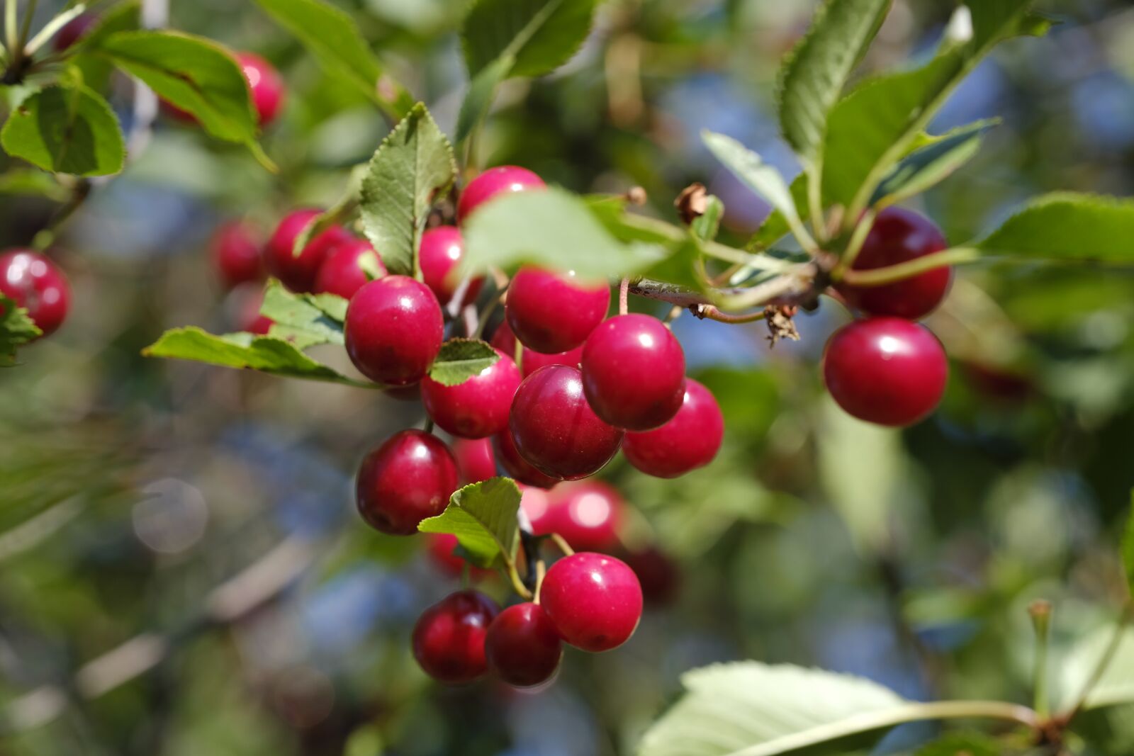 Fujifilm X-T2 + Fujifilm XF 80mm F2.8 R LM OIS WR Macro sample photo. Cherry, bird cherry, sweet photography