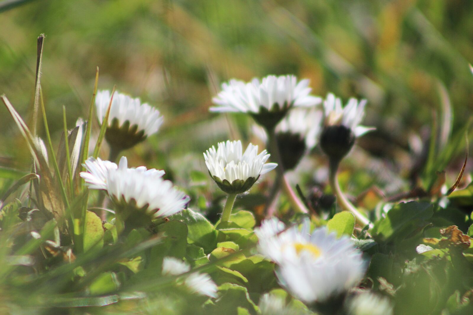 Canon EOS 4000D (EOS Rebel T100 / EOS 3000D) sample photo. Nature, plants, meadow photography