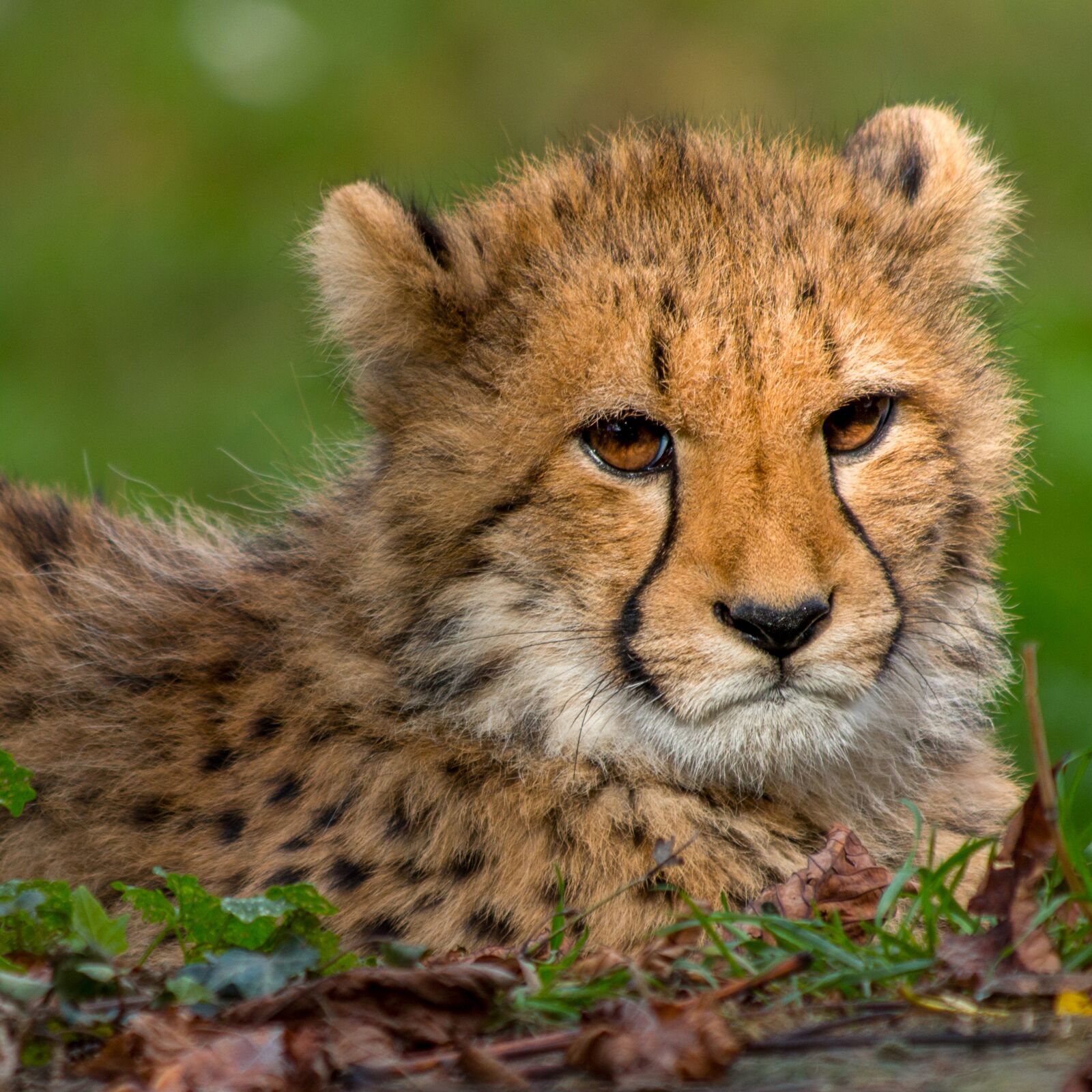 Canon EOS 70D sample photo. Animal world, cat, carnivores photography