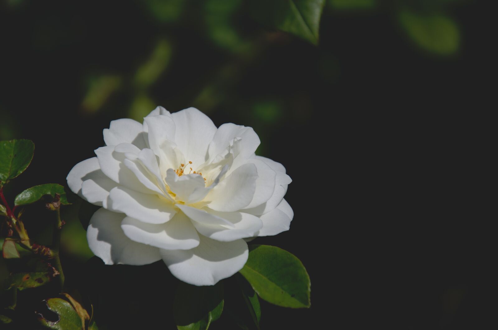 Nikon D7000 sample photo. Flower, white, rose photography