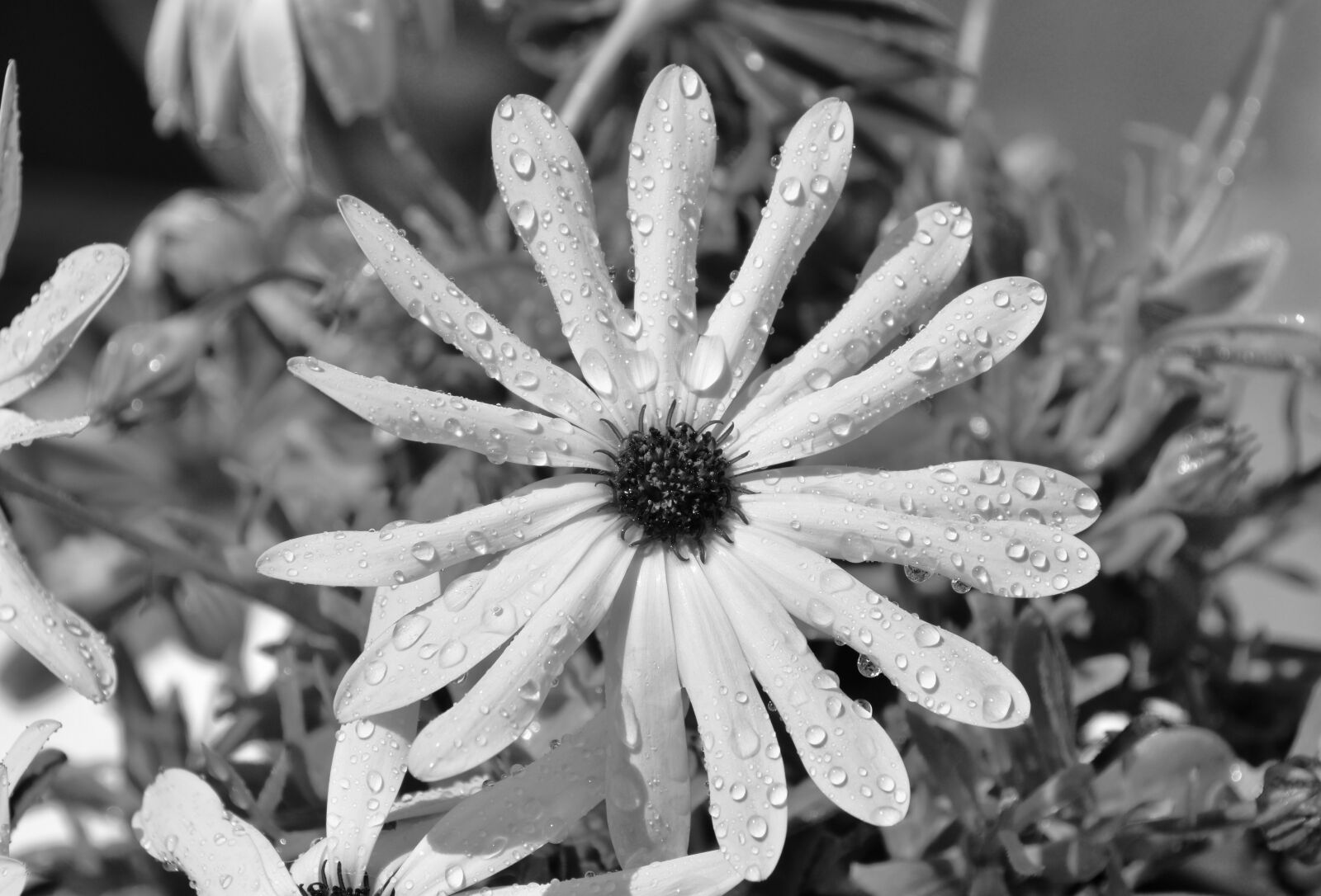Nikon D5600 sample photo. Flower, yellow flower, black photography