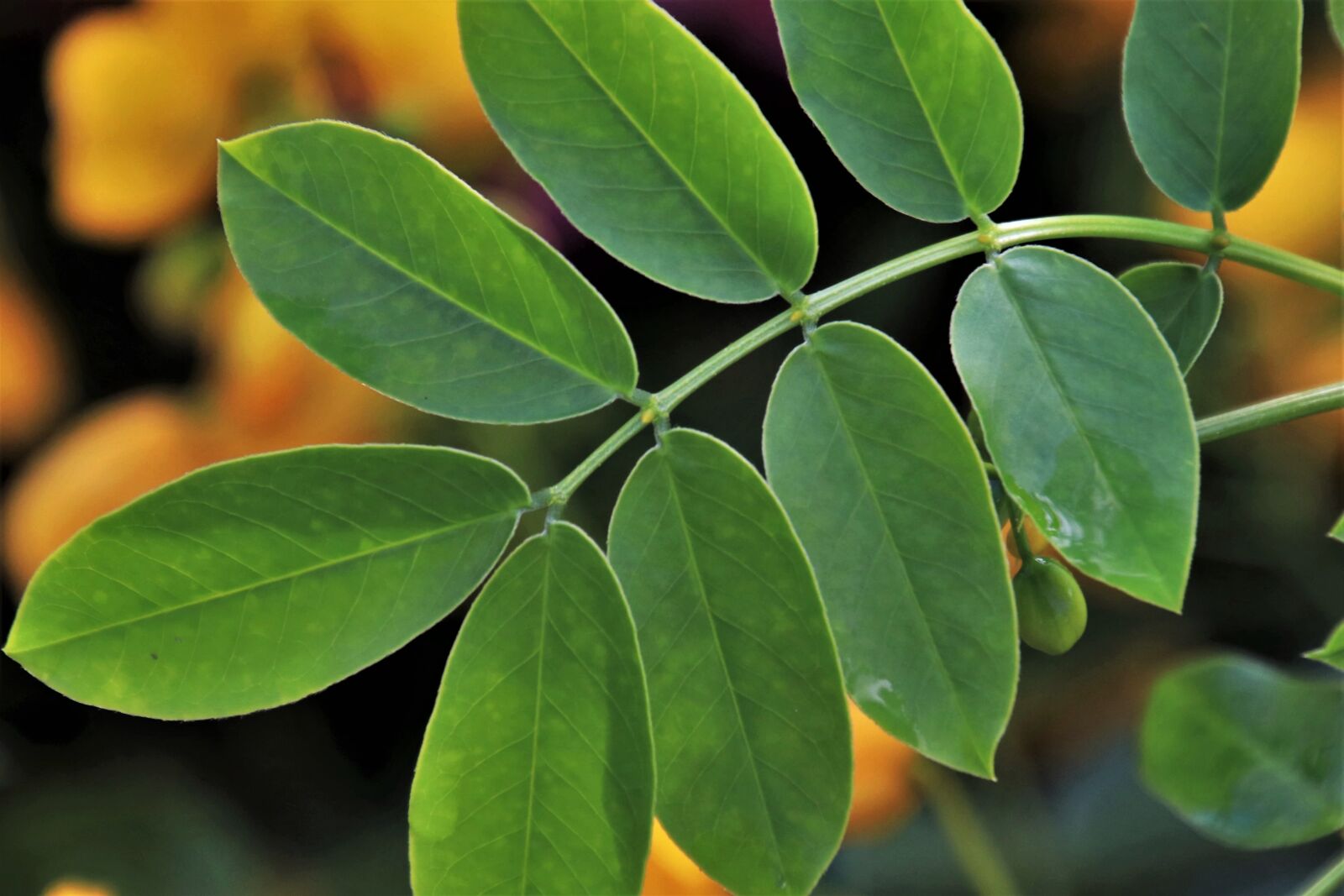 Canon EOS 80D sample photo. Green leaf, acacia, foliage photography