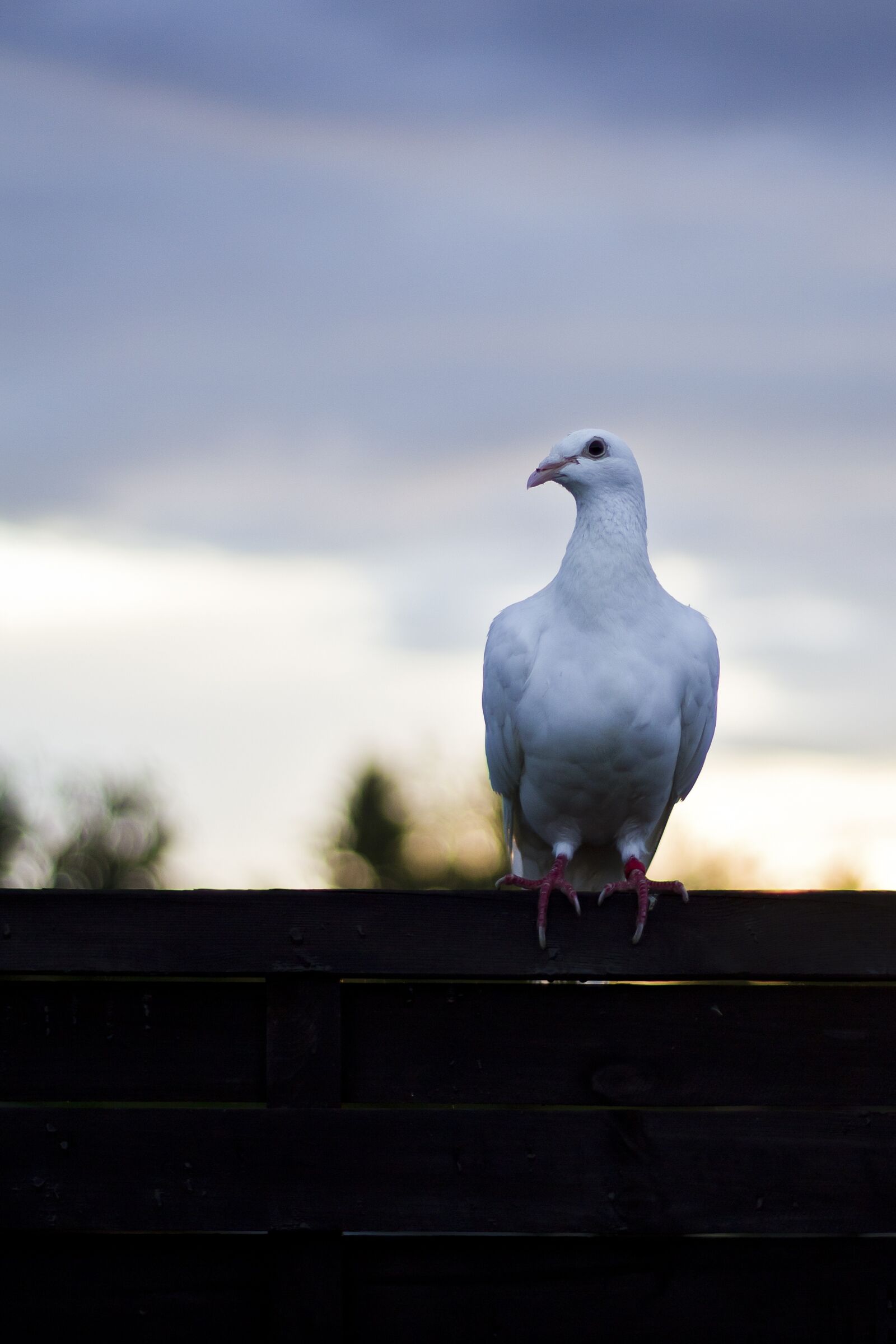 Canon EOS 600D (Rebel EOS T3i / EOS Kiss X5) sample photo. Dove, bird, dove on photography