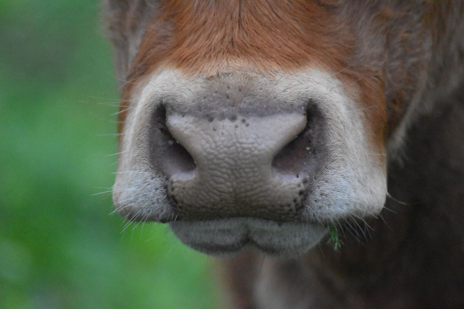 Nikon D3500 sample photo. Cow, lips, countryside photography