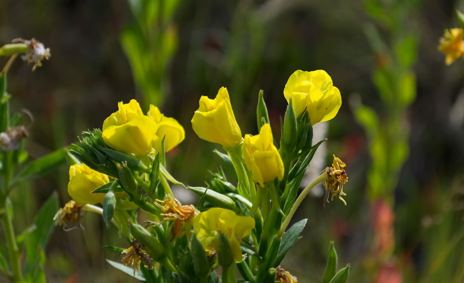 Nikon D3100 sample photo. Flower, yellow, nature photography